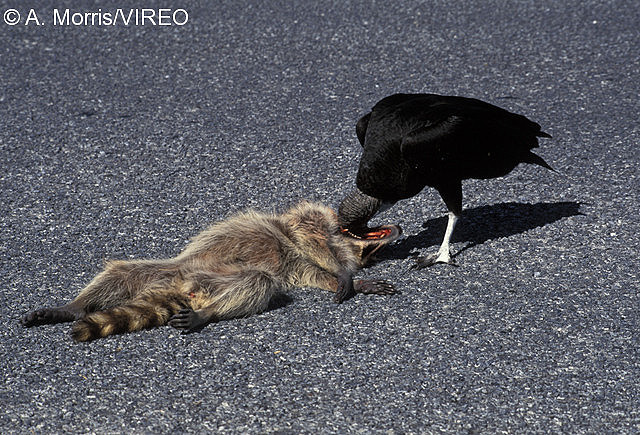 Black Vulture m17-43-043.jpg